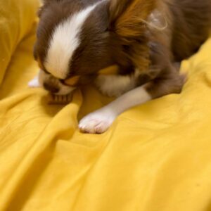 おやつを食べる｜チワワ｜ペット｜犬