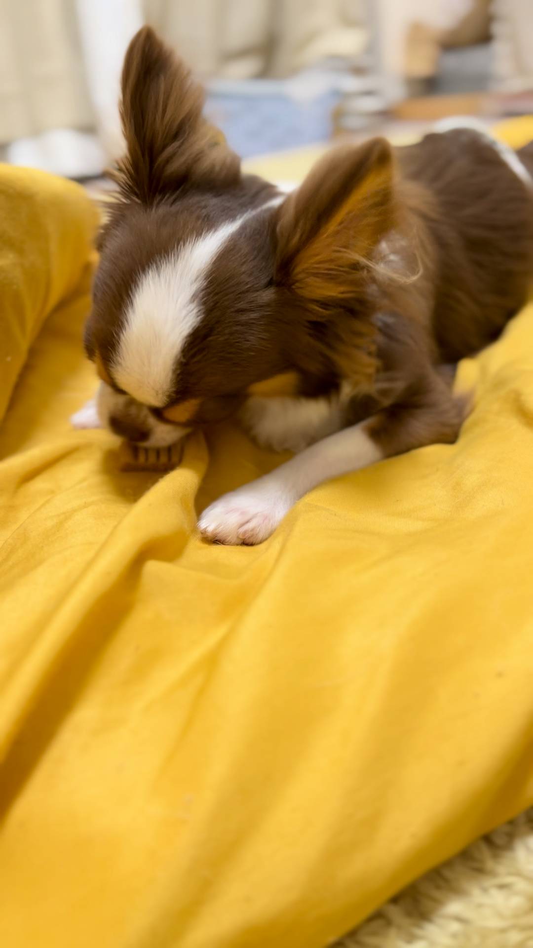 おやつを食べる｜チワワ｜ペット｜犬