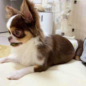 おやつを初めて食べる(3)｜チワワ｜ペット｜犬