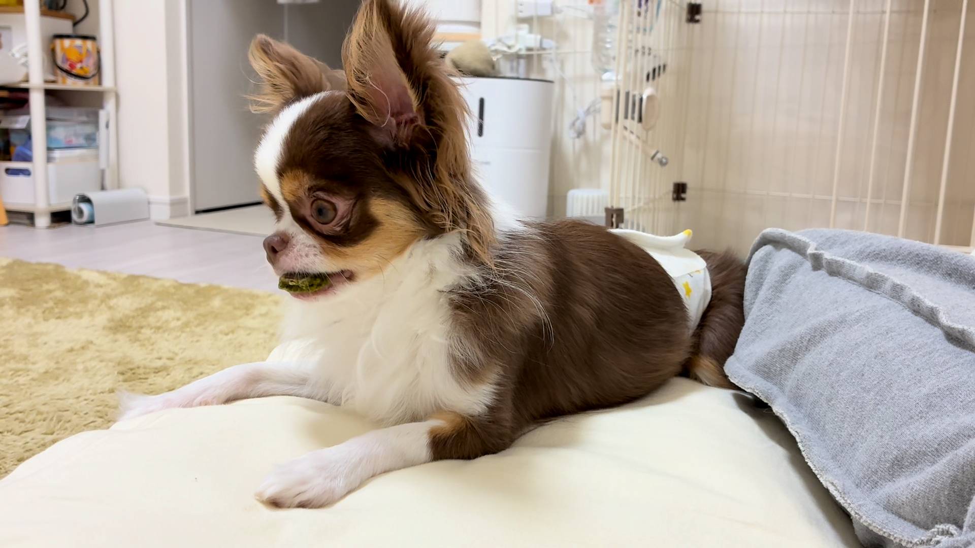 おやつを初めて食べる(3)｜チワワ｜ペット｜犬