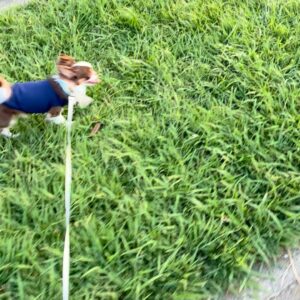 草の上を楽しそうに歩く散歩｜チワワ｜ペット｜犬