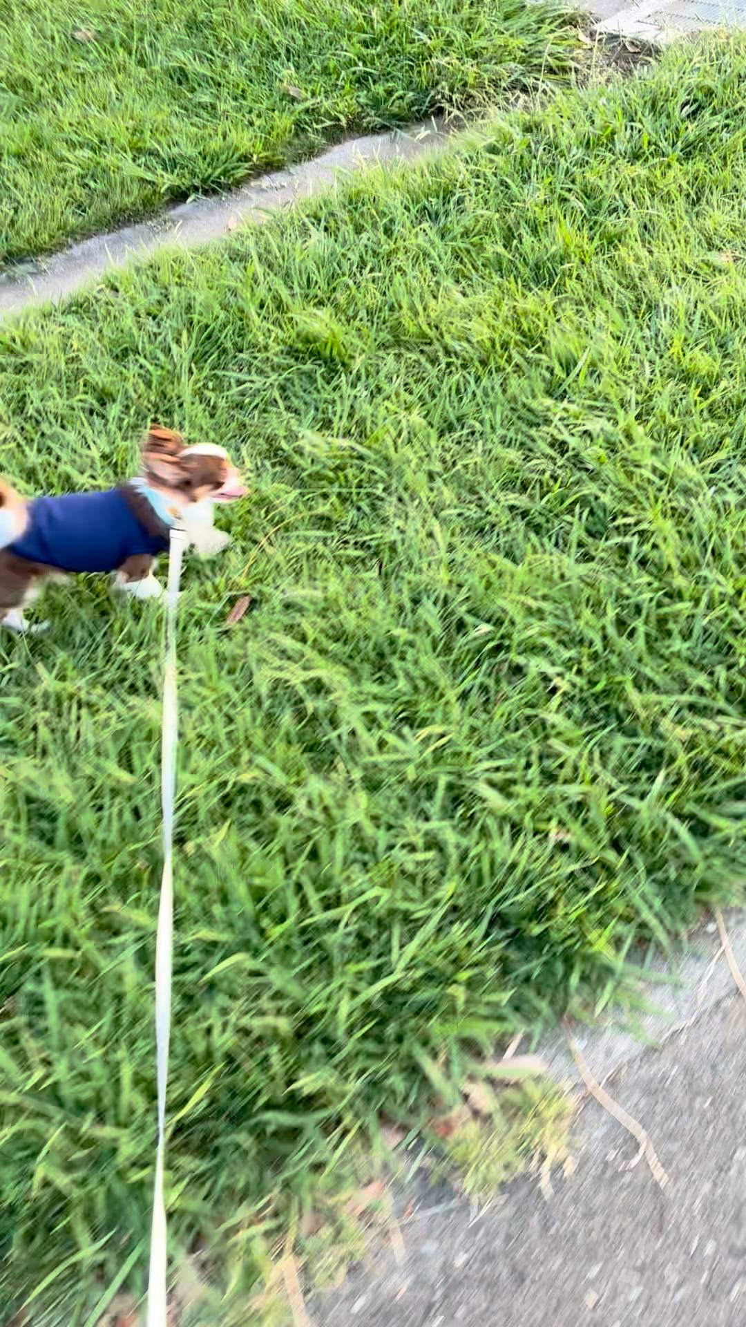 草の上を楽しそうに歩く散歩｜チワワ｜ペット｜犬