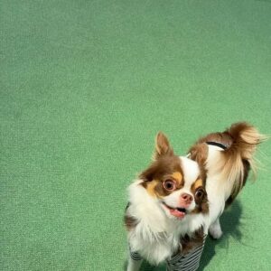 投げたおもちゃに向かって勢いよく走る｜チワワ｜ペット｜犬