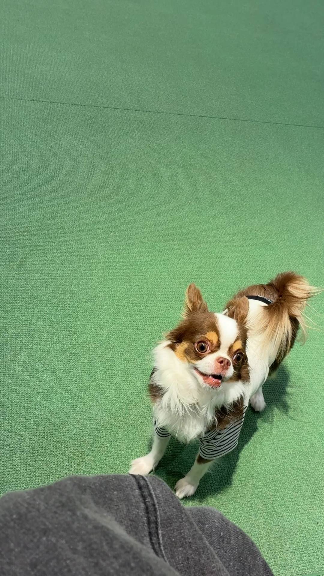 投げたおもちゃに向かって勢いよく走る｜チワワ｜ペット｜犬