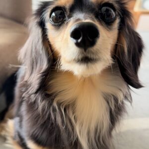 おやつを見せたら嬉しそうに近づく｜ダックス｜ペット｜犬