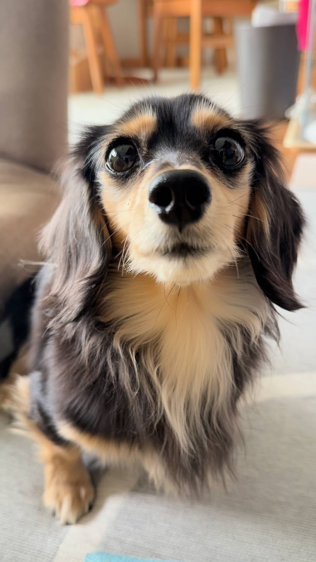 おやつを見せたら嬉しそうに近づく｜ダックス｜ペット｜犬