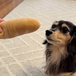 ボールやおもちゃを追いかける｜ダックス｜ペット｜犬