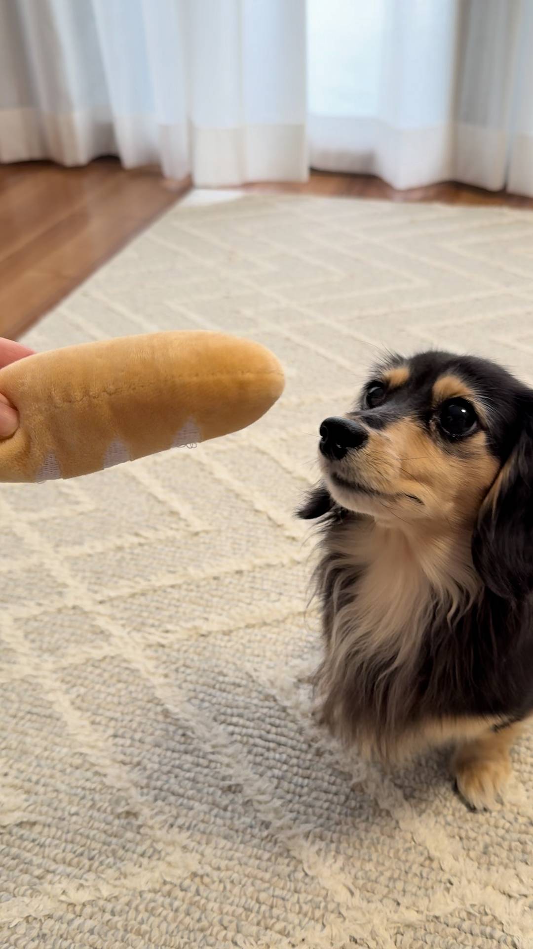 ボールやおもちゃを追いかける｜ダックス｜ペット｜犬