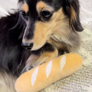 飼い主のそばに座って甘える｜ダックス｜ペット｜犬