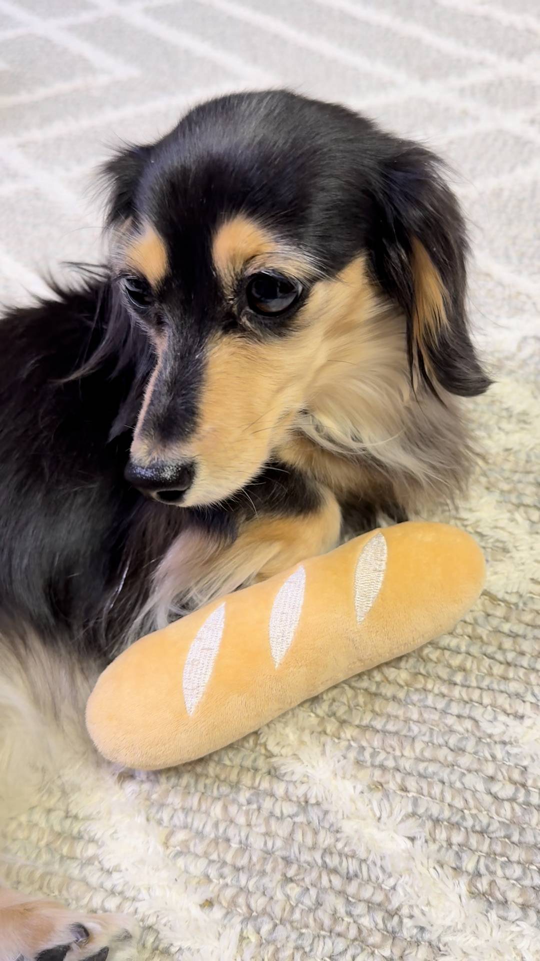 飼い主のそばに座って甘える｜ダックス｜ペット｜犬