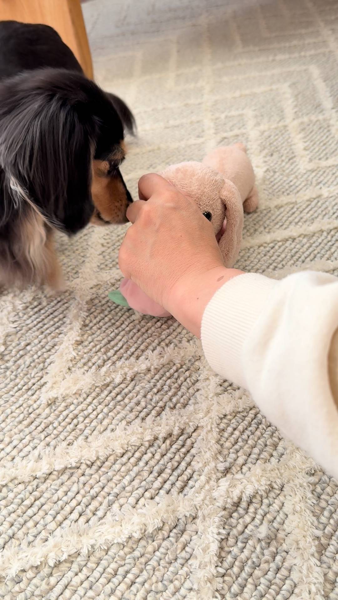 新しいおもちゃをクンクン確認する｜ダックス｜ペット｜犬