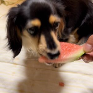 新しいおやつを初めて食べる｜ダックス｜ペット｜犬