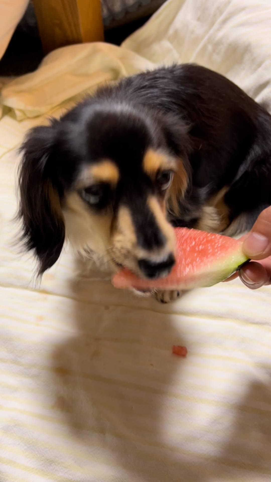 新しいおやつを初めて食べる｜ダックス｜ペット｜犬