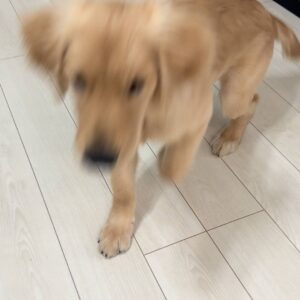 おすわりからお手まで｜ゴールデンレトリバー｜ペット｜犬