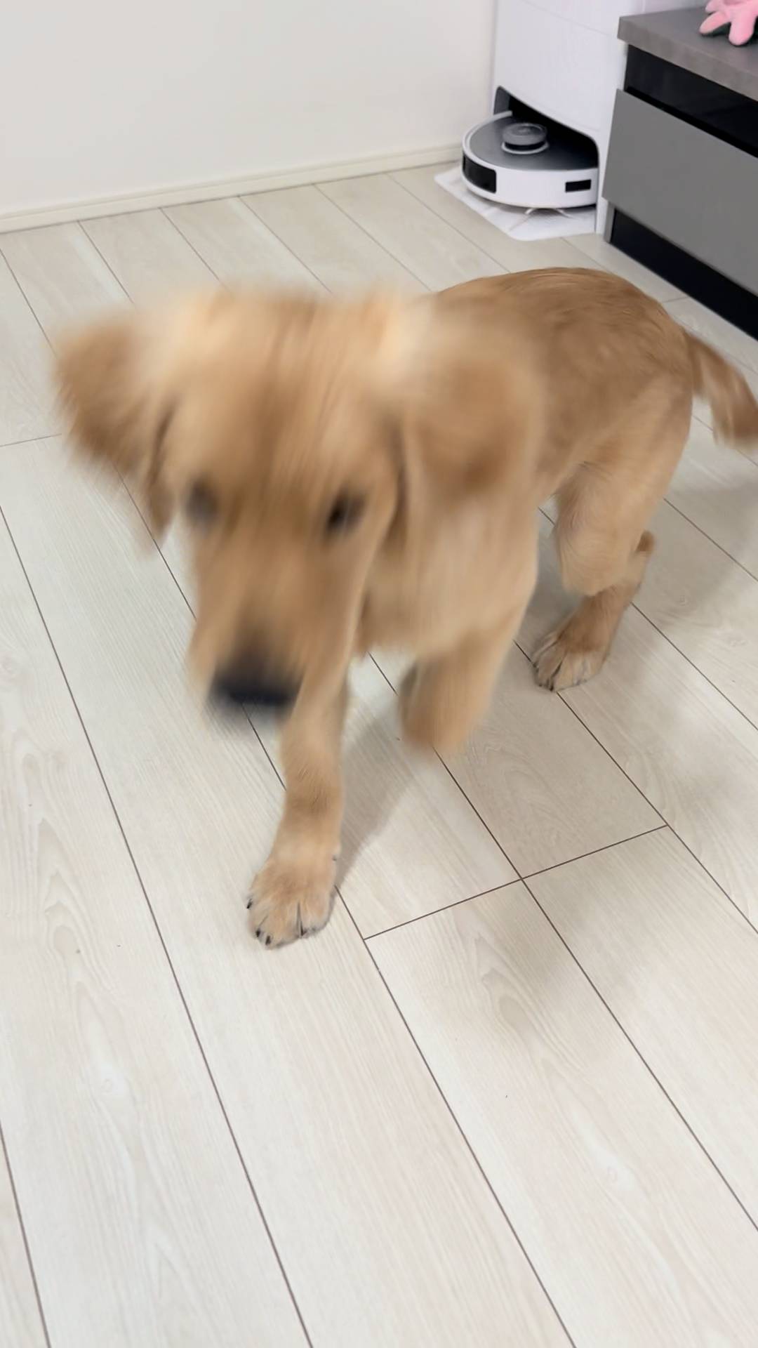 おすわりからお手まで｜ゴールデンレトリバー｜ペット｜犬