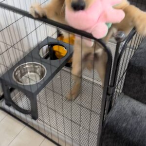 ケージから出る瞬間のワクワク感｜ゴールデンレトリバー｜ペット｜犬