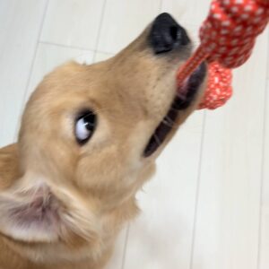 引っ張りっこで遊ぶ｜ゴールデンレトリバー｜ペット｜犬