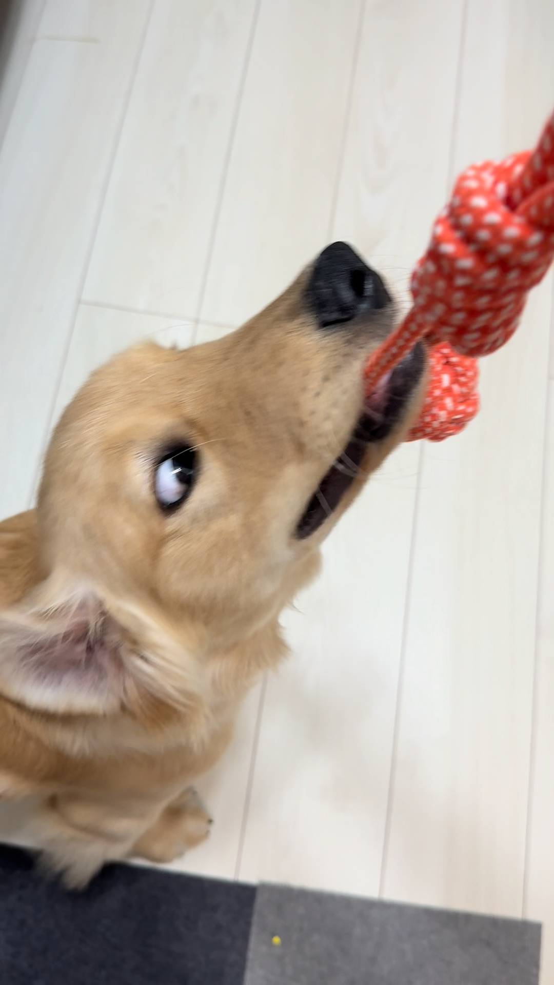 引っ張りっこで遊ぶ｜ゴールデンレトリバー｜ペット｜犬