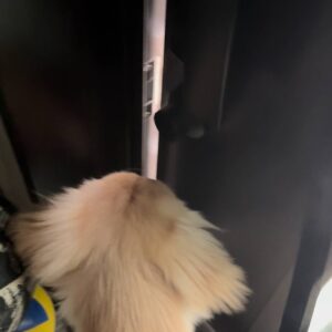 玄関を出て歩き始める｜ゴールデンレトリバー｜ペット｜犬