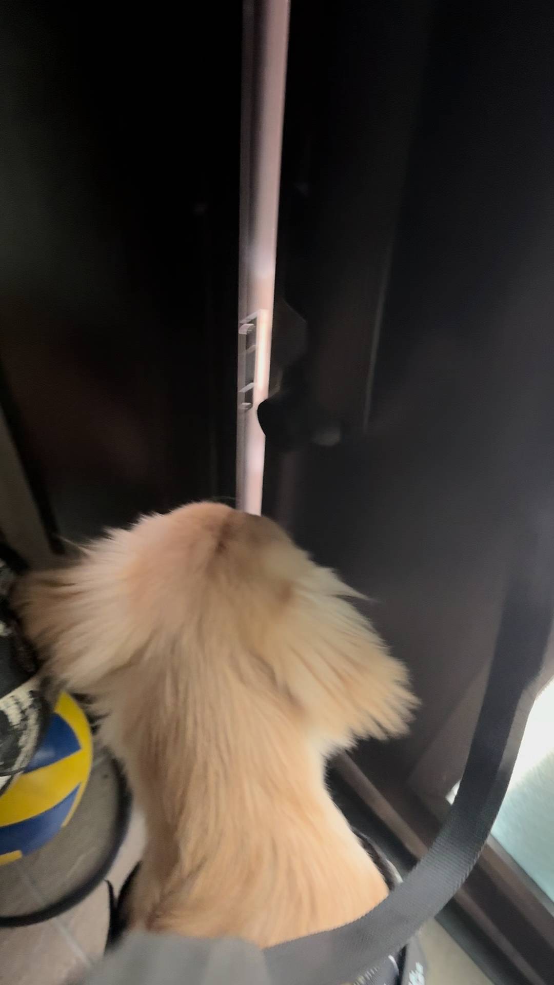 玄関を出て歩き始める｜ゴールデンレトリバー｜ペット｜犬