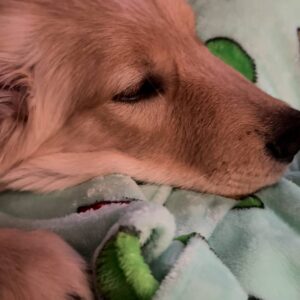 飼い主に寄りそって落ち着く表情アップ｜ゴールデンレトリバー｜ペット｜犬