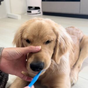 歯磨き時に軽く口を触られている｜ゴールデンレトリバー｜ペット｜犬