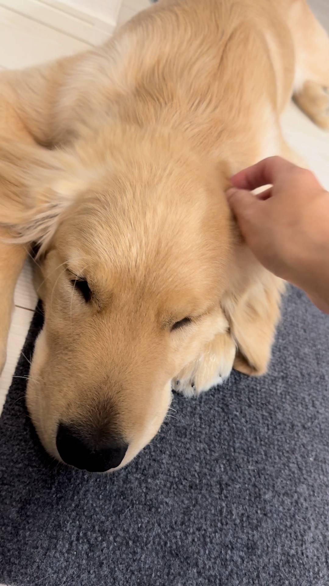 床で寝転がってリラックスするゴールデンレトリバー｜ペット｜犬