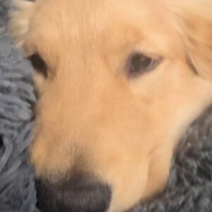 撫でられて目を細めるゴールデンレトリバー｜ペット｜犬