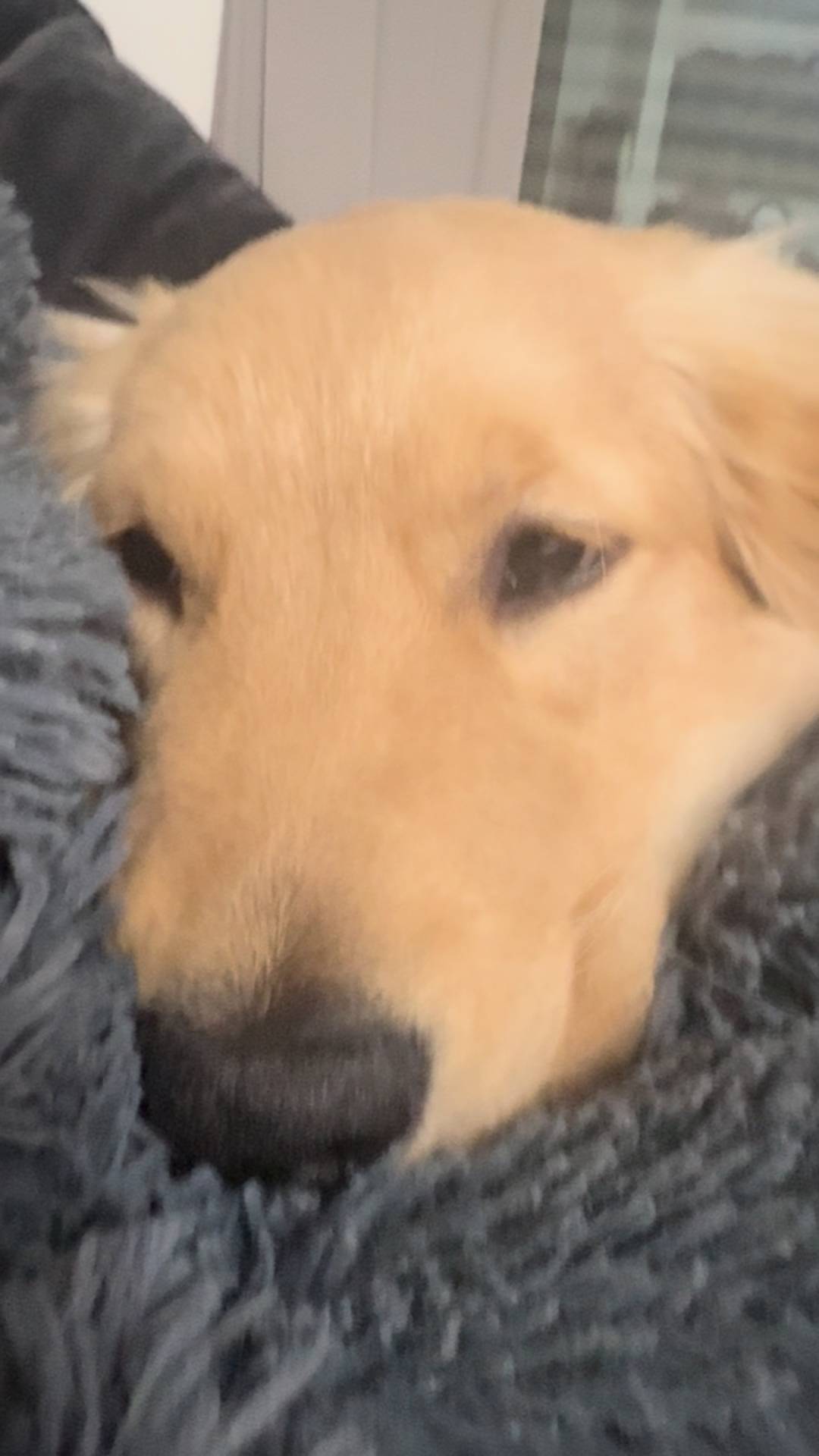 撫でられて目を細めるゴールデンレトリバー｜ペット｜犬