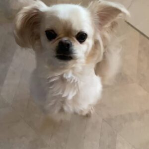 おやつを見せたら嬉しそうに近づく｜チワワ｜ペット｜犬