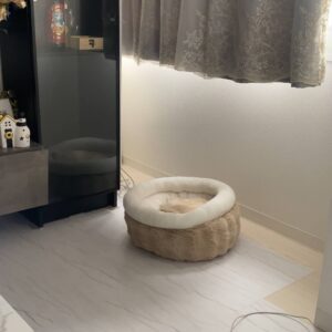 名前を呼んだら振り向く（アップ）｜チワワ｜ペット｜犬