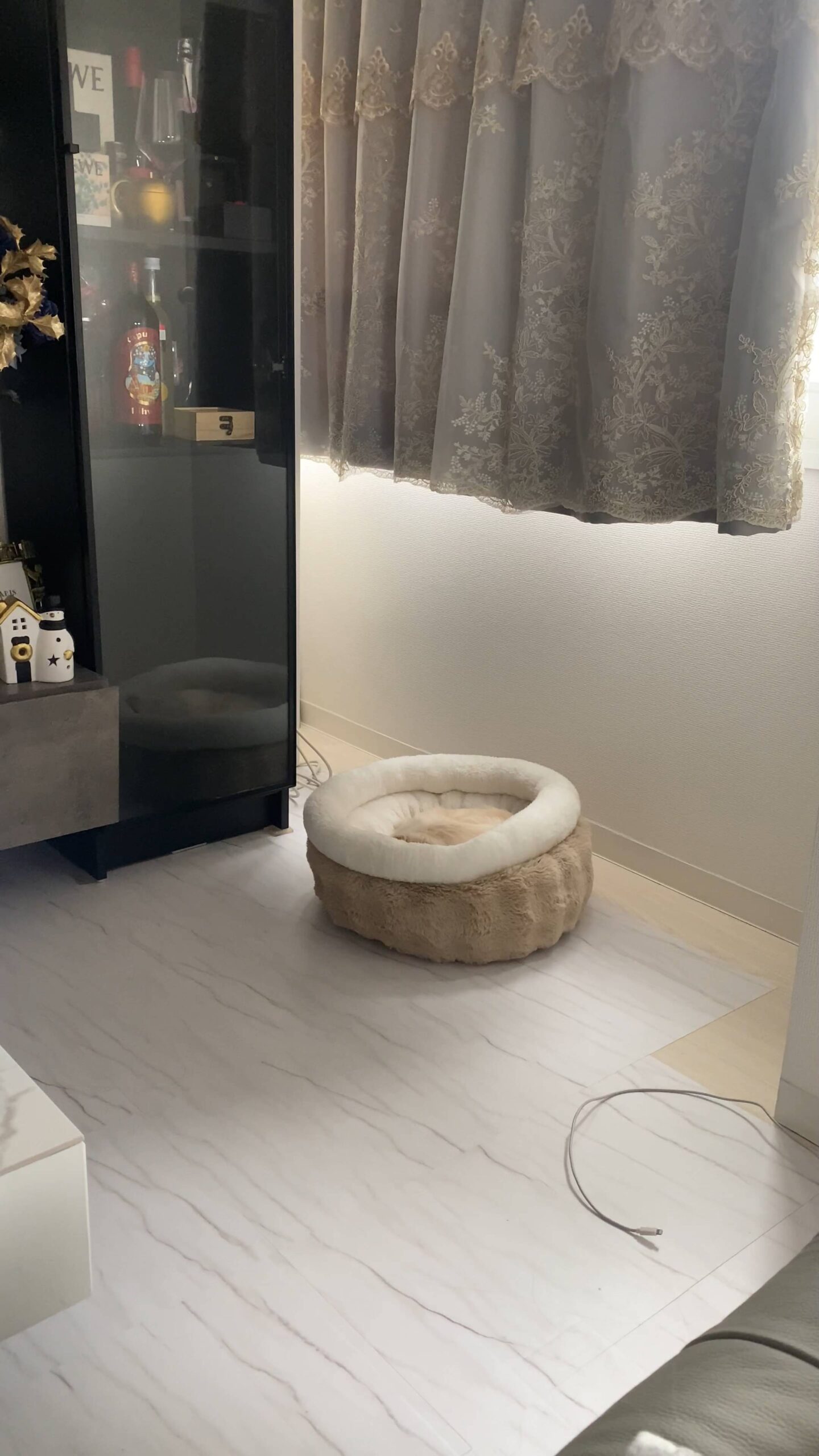 名前を呼んだら振り向く（アップ）｜チワワ｜ペット｜犬