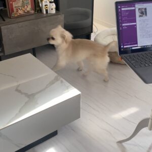 ソファにぴょんと乗る｜チワワ｜ペット｜犬