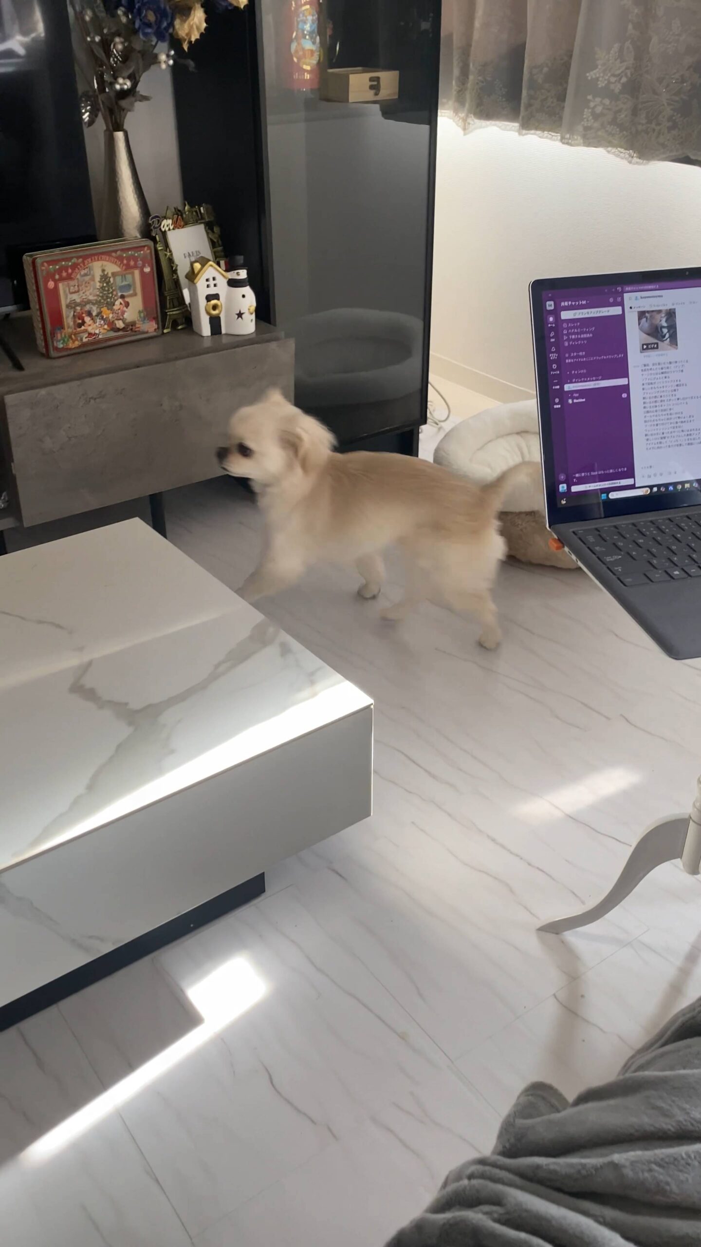 ソファにぴょんと乗る｜チワワ｜ペット｜犬