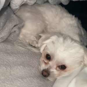 飼い主のそばに座って甘える｜チワワ｜ペット｜犬