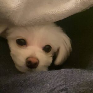 撫でられて目を細める｜チワワ｜ペット｜犬