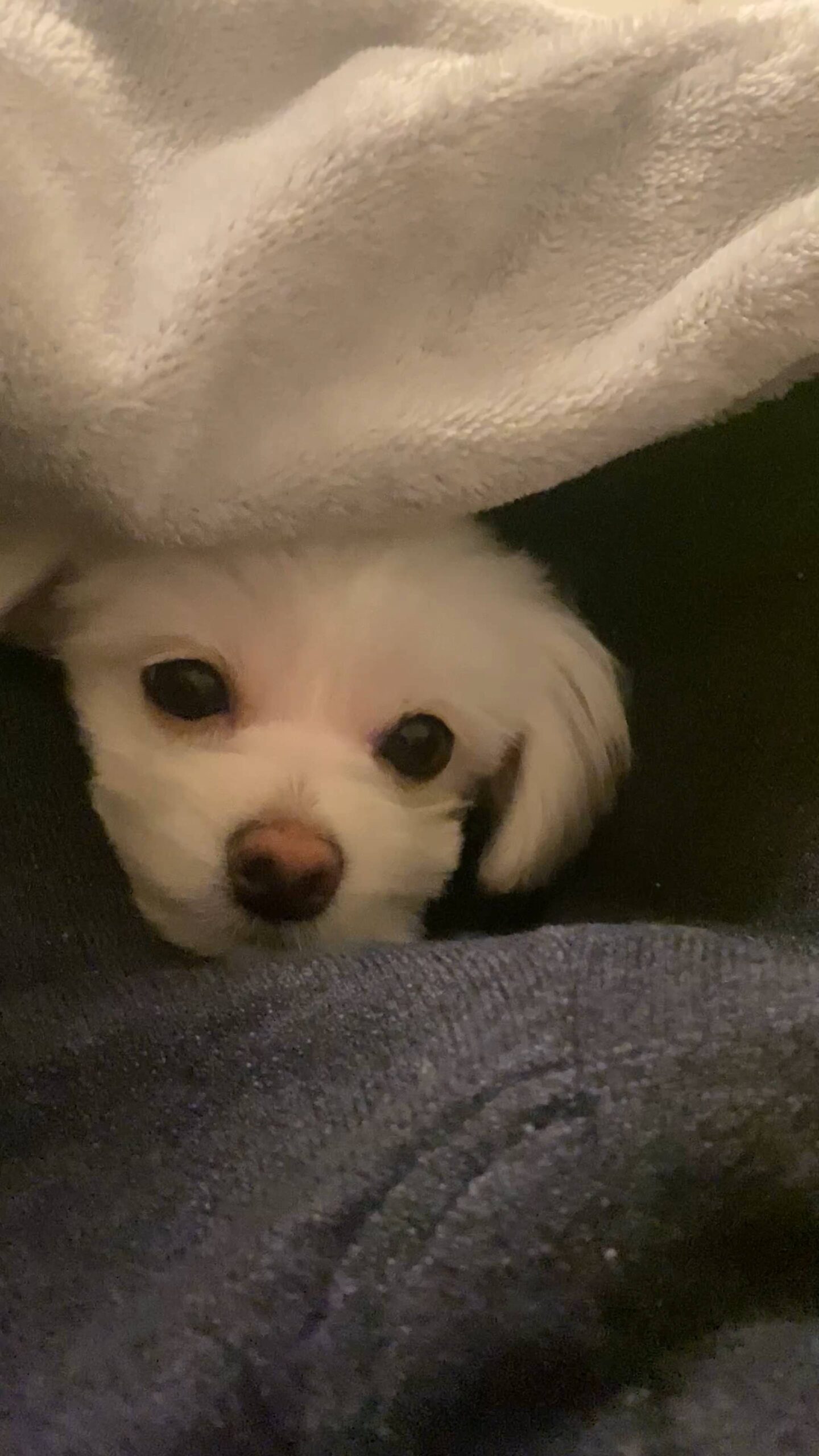 撫でられて目を細める｜チワワ｜ペット｜犬