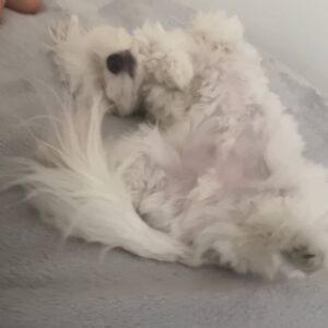 寝ている｜チワワ｜ペット｜犬