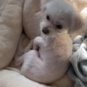 クッションやベッドで丸まって寝る｜チワワ｜ペット｜犬