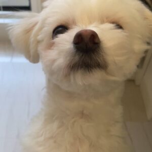 カメラに鼻を近づけてくる｜チワワ｜ペット｜犬