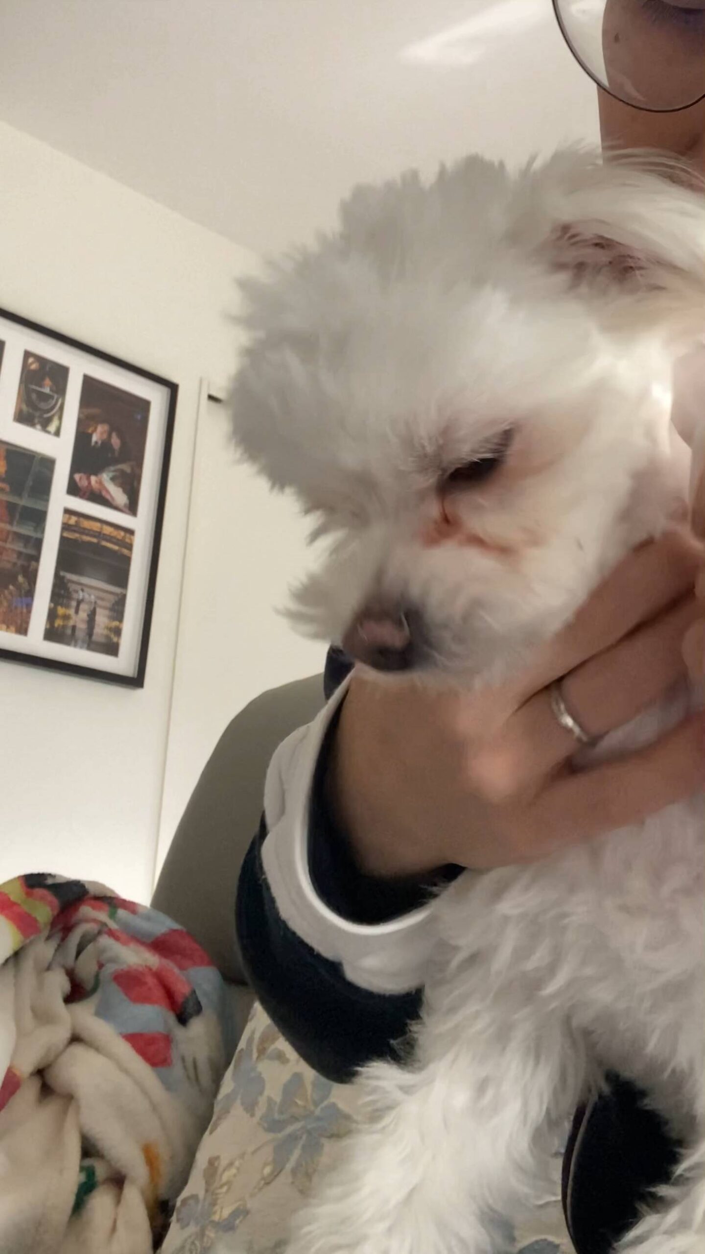 耳や顔周りを軽く触られている｜チワワ｜ペット｜犬