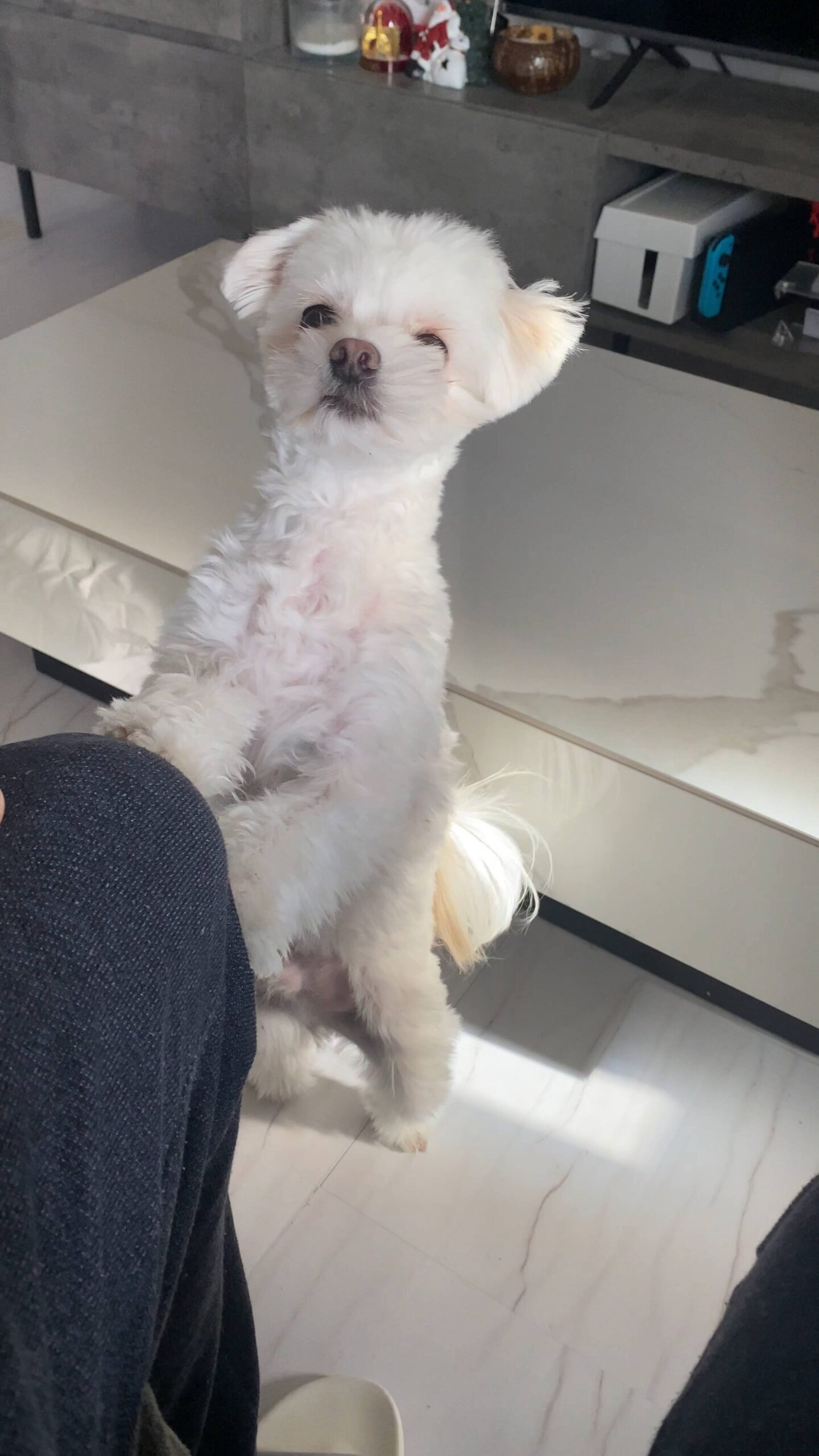 飼い主の膝に乗ろうとする｜チワワ｜ペット｜犬