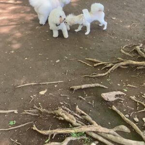 公園の広場で自由に歩くドッグラン｜チワワ｜ペット｜犬
