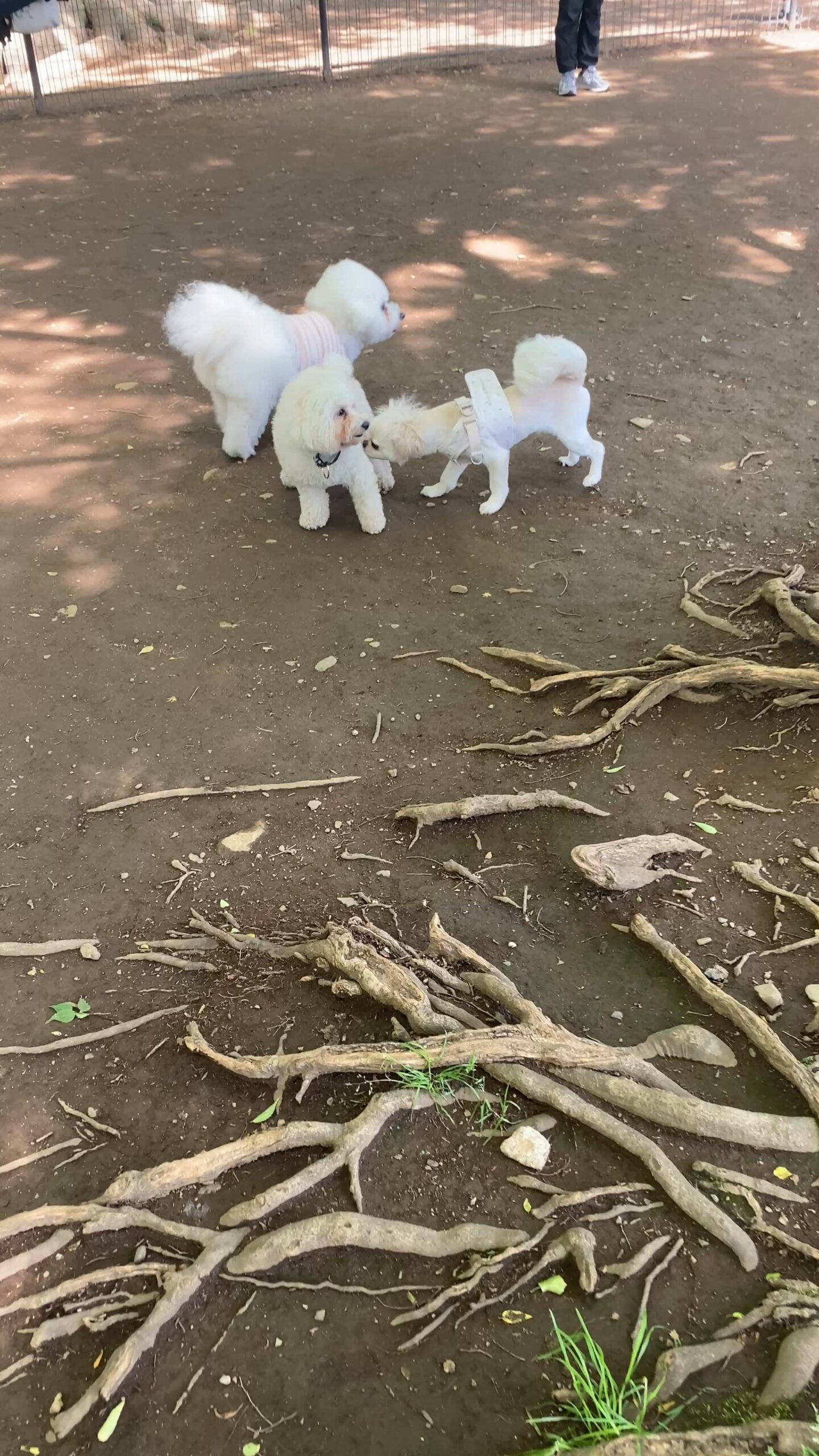 公園の広場で自由に歩くドッグラン｜チワワ｜ペット｜犬
