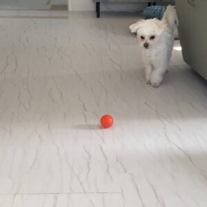 ボールやおもちゃを追いかける｜チワワ｜ペット｜犬