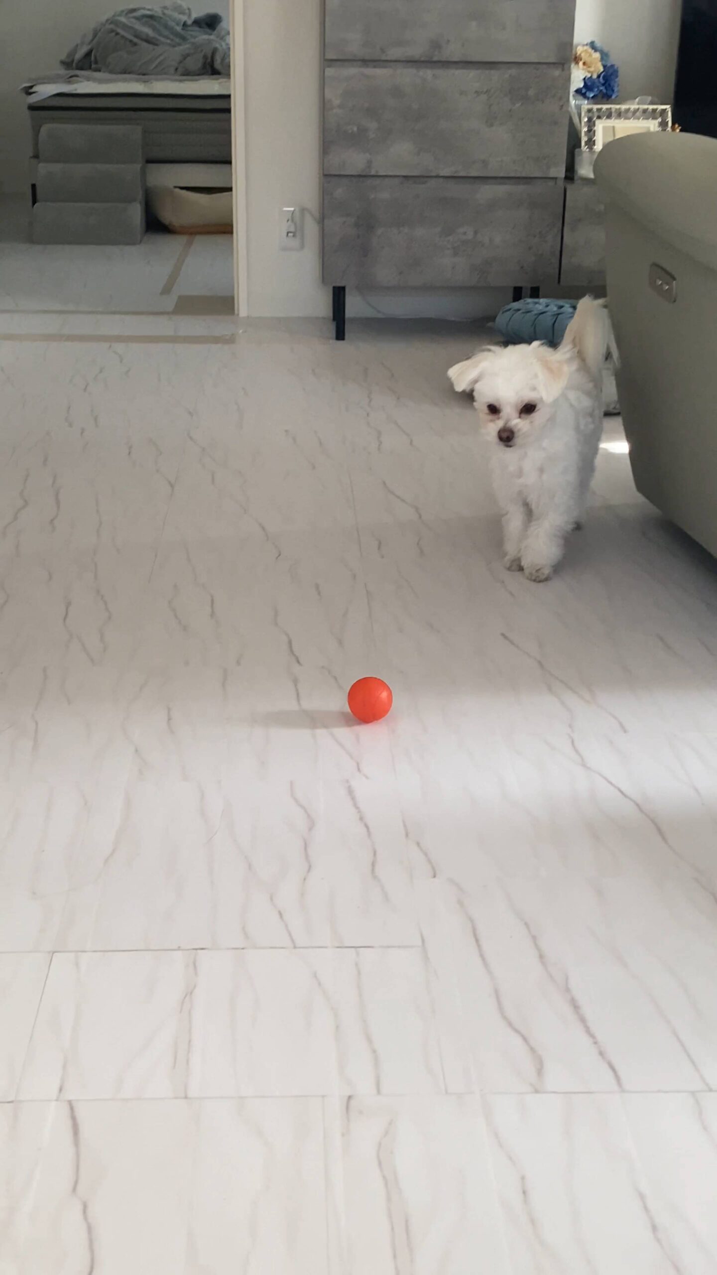 ボールやおもちゃを追いかける｜チワワ｜ペット｜犬