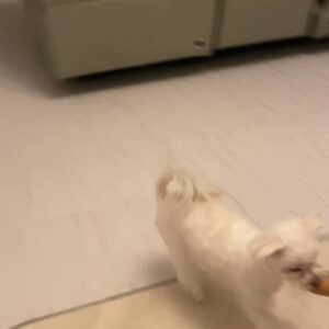 おもちゃを咥えて戻ってくる｜チワワ｜ペット｜犬
