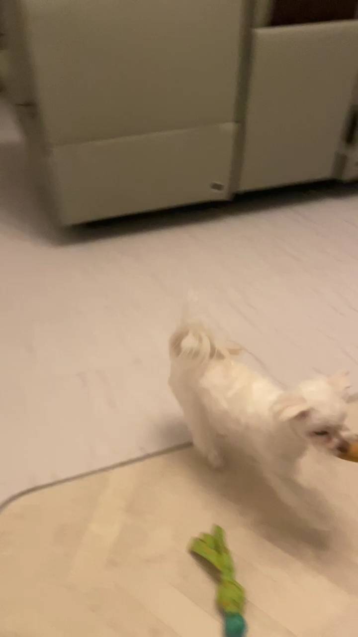 おもちゃを咥えて戻ってくる｜チワワ｜ペット｜犬