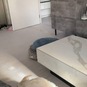 投げたおもちゃに向かって勢いよく走る｜チワワ｜ペット｜犬