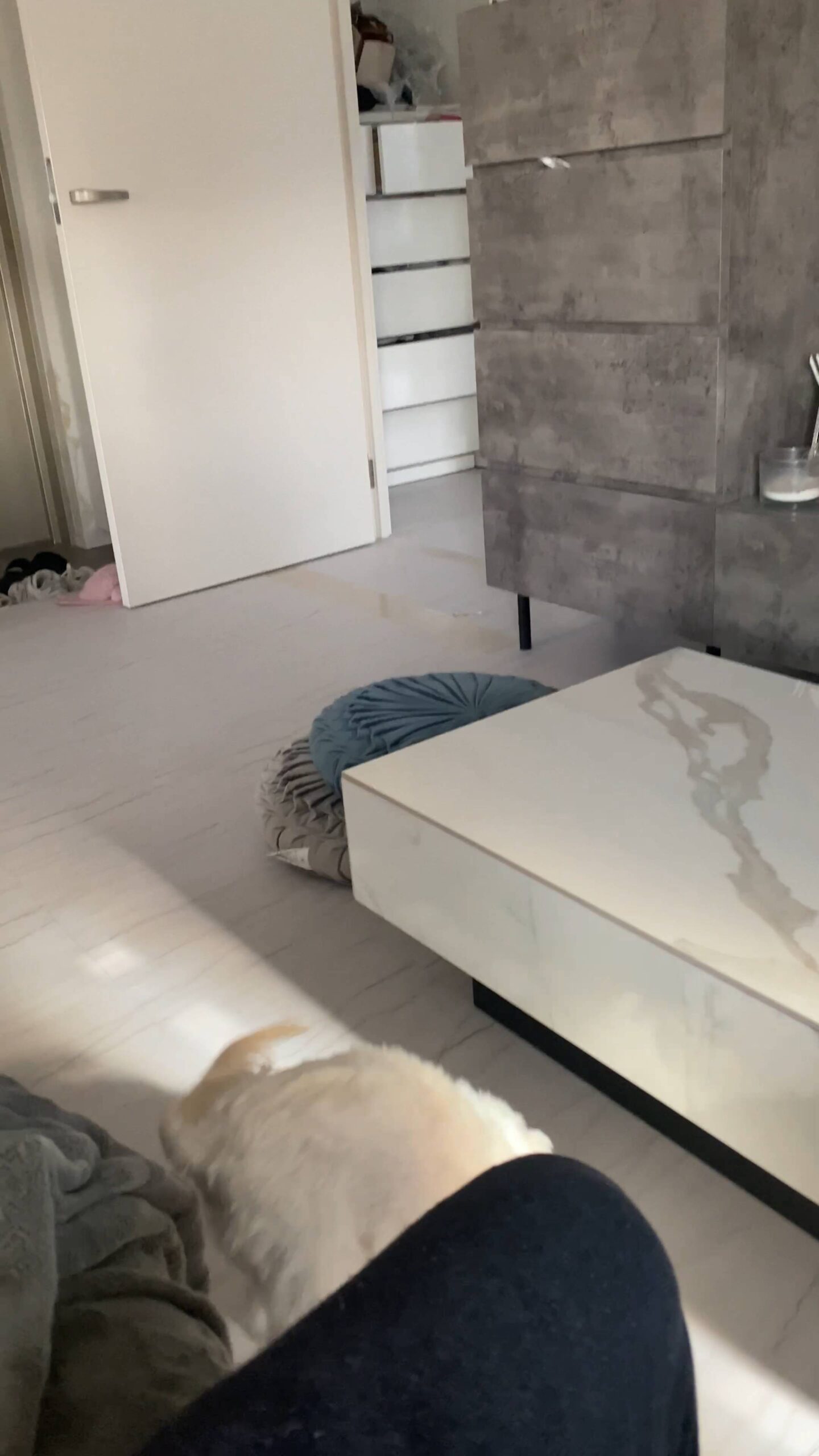 投げたおもちゃに向かって勢いよく走る｜チワワ｜ペット｜犬